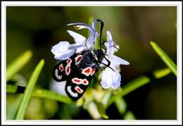 Image of Zygaena