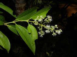 Image of Miconia poeppigii Triana