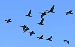 Phalacrocorax capensis (Sparrman 1788) resmi