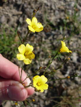 Image of rock flax