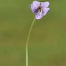 Imagem de Viola palustris subsp. palustris