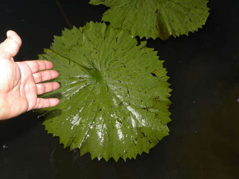 Image of Dotleaf waterlily