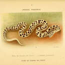 Bothrops punctatus (Garcia 1896)的圖片