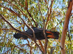 Image of Calyptorhynchus Desmarest 1826