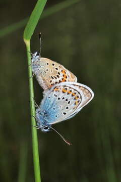 Image of common blue