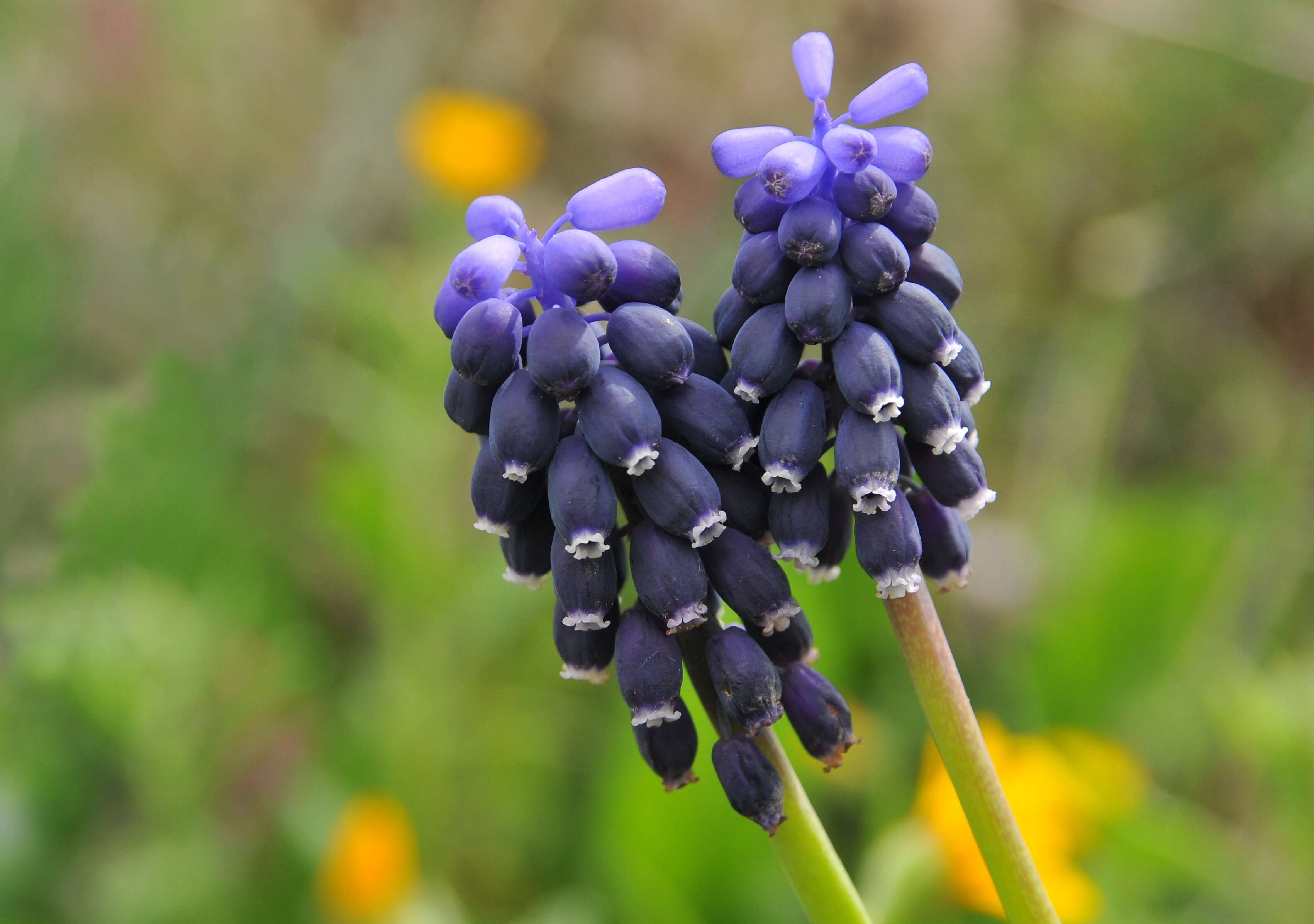 Image of starch grape hyacinth