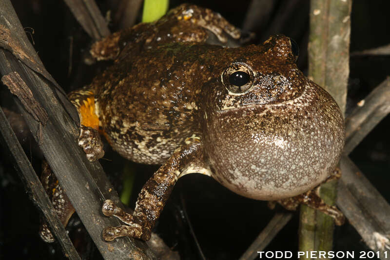 Image of Cope's Gray Treefrog