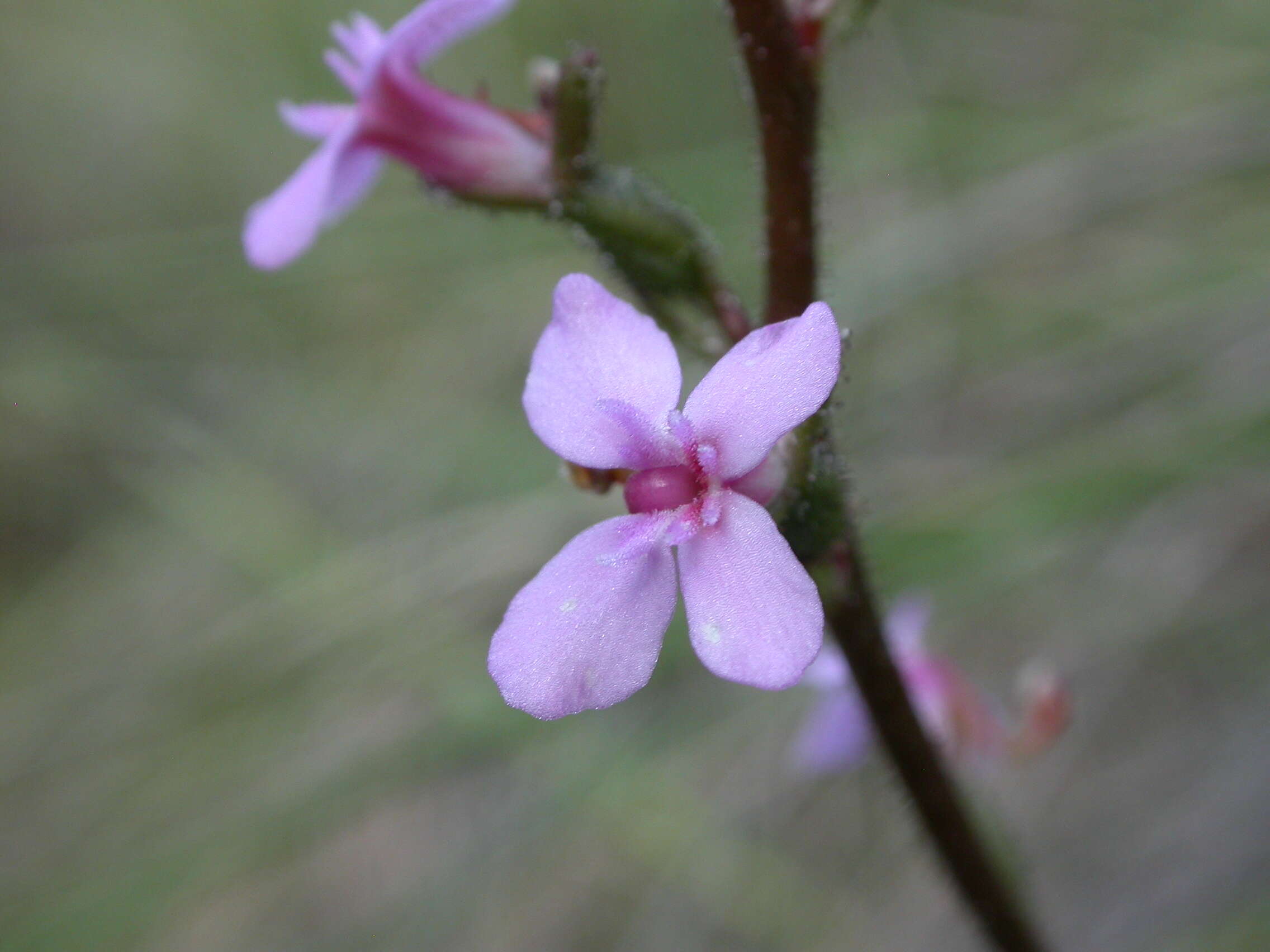 Image of Grass Triggerplant