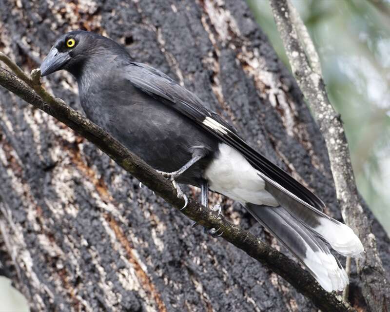 Image of Pied Currawong