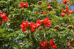 Image of African tulip tree