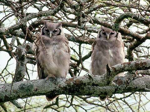 Image of Giant Eagle Owl