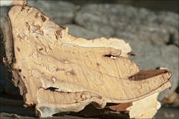 Image of Late fall polypore