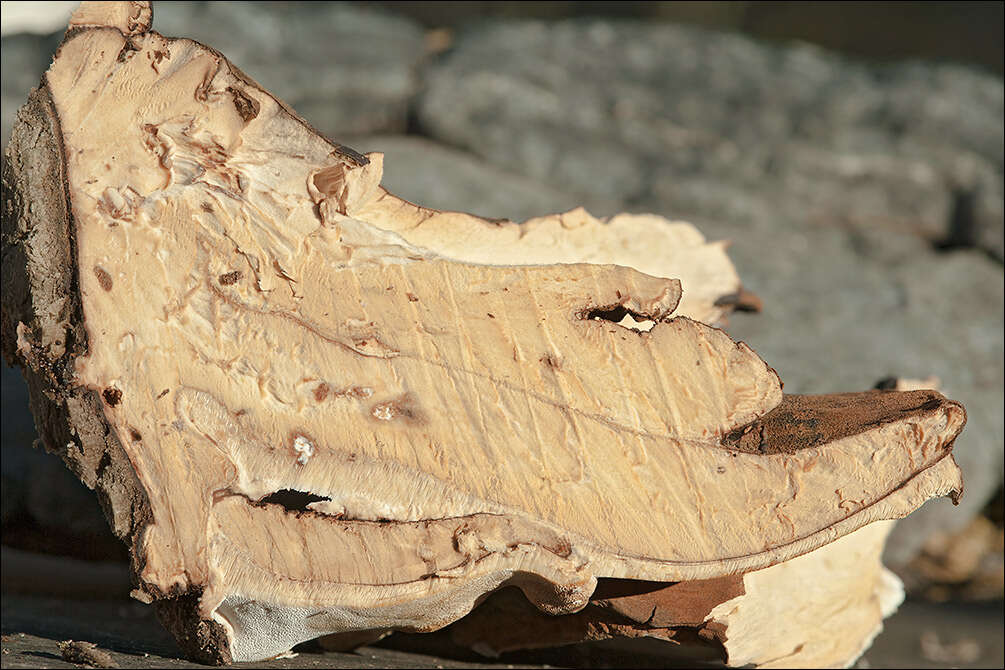 Image of Late fall polypore