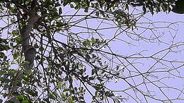 Image of Cordia acutifolia Fresen.