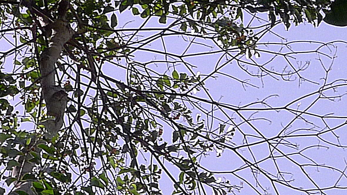 Image of Cordia acutifolia Fresen.