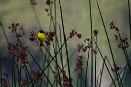 Image of Carduelis psaltria colombianus