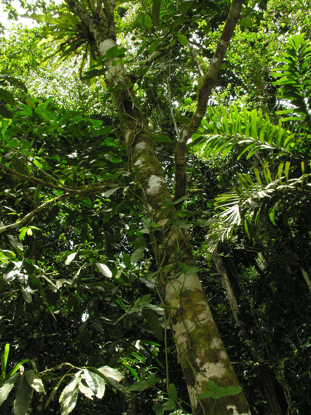 Слика од Batocarpus costaricensis Standl. & L. O. Williams