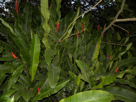 Image of Heliconia osaensis Cufod.