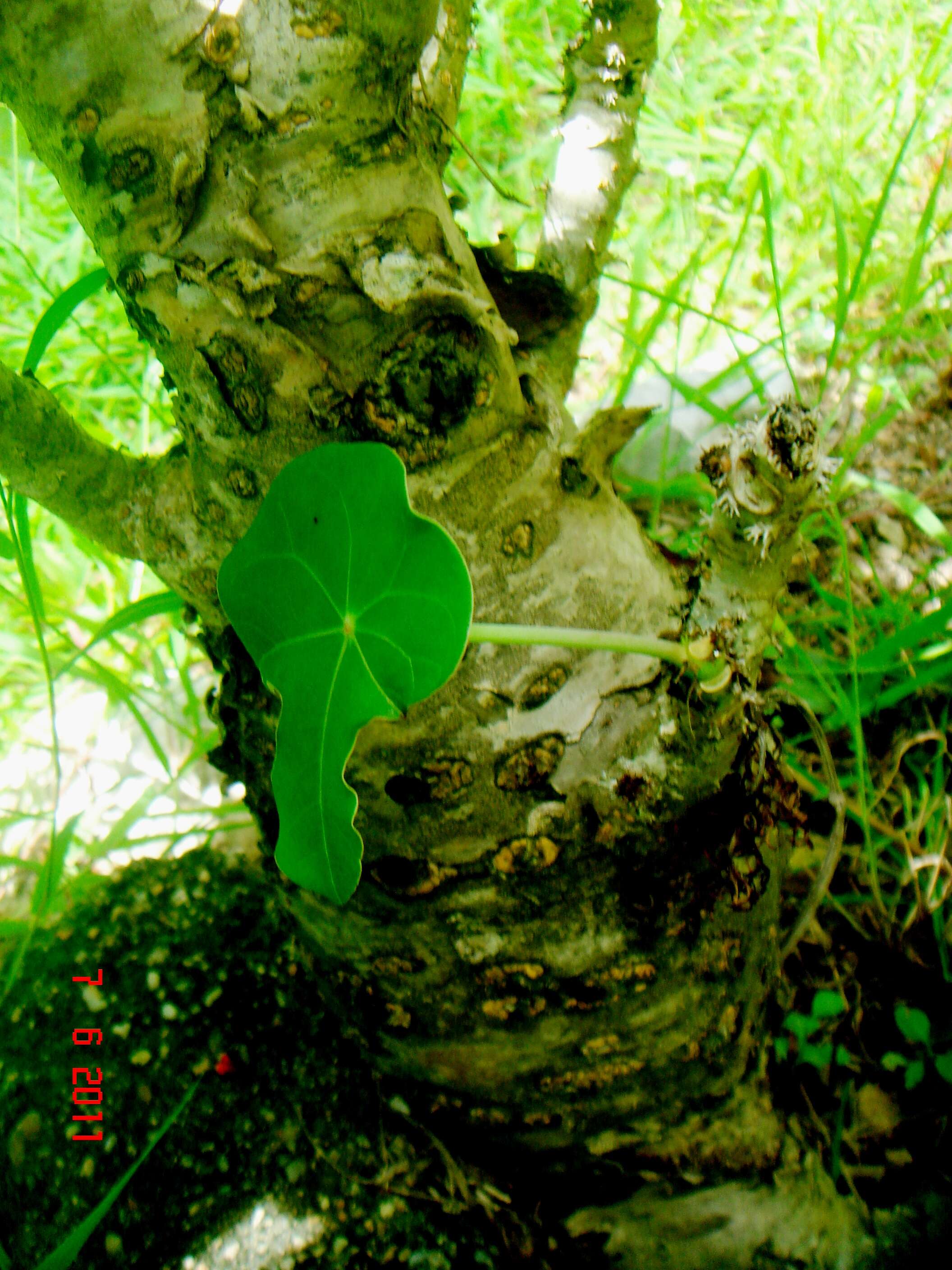 Image of goutystalk nettlespurge