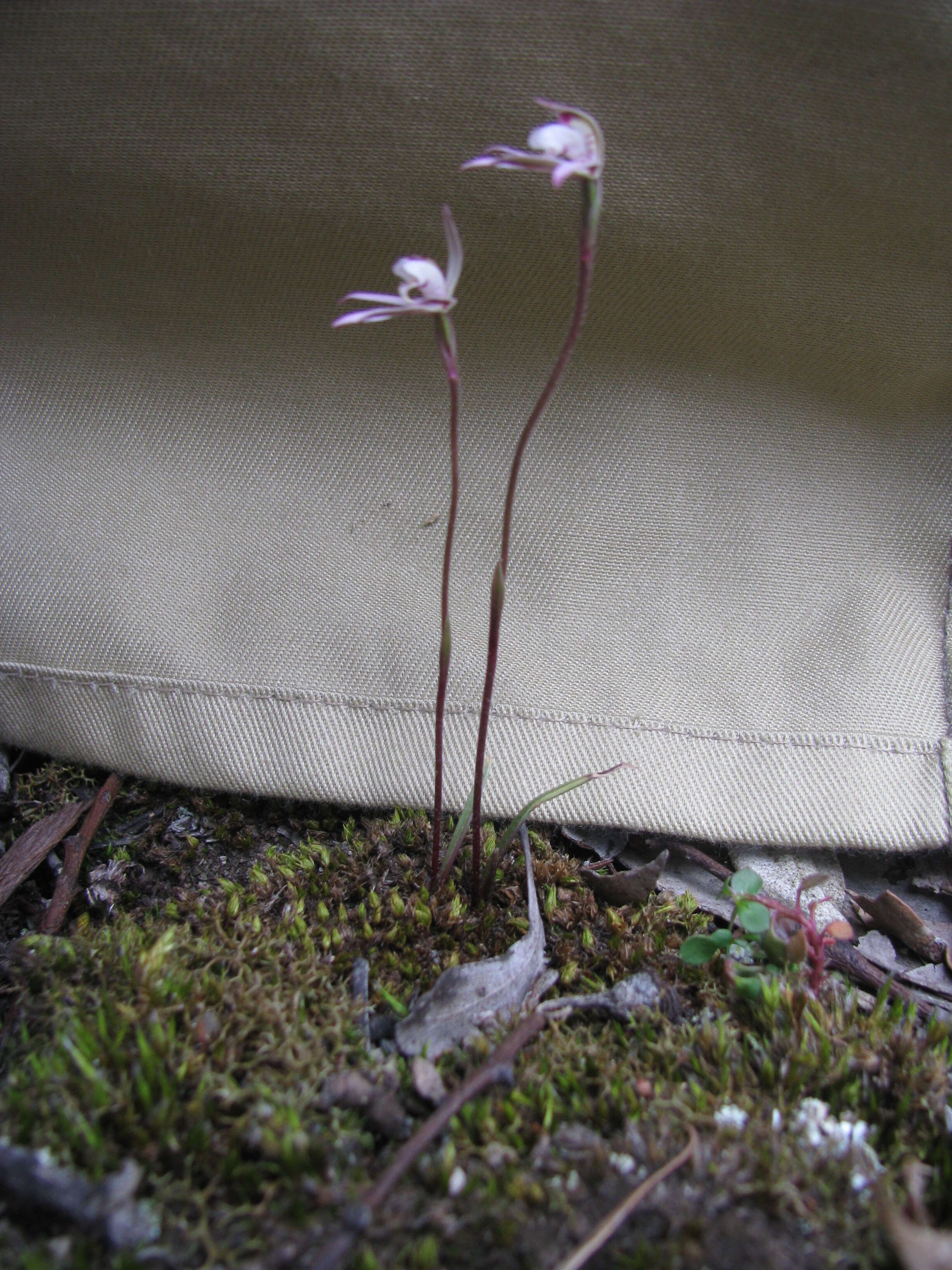 Image of Dusky fingers orchid