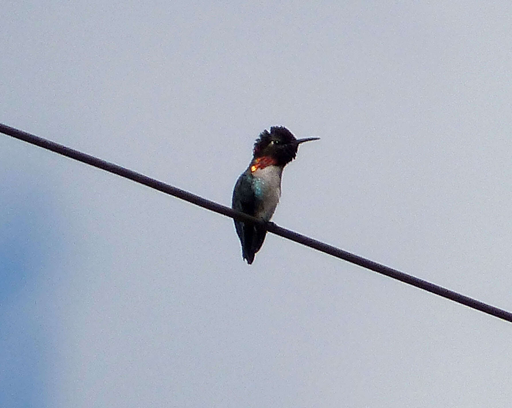 Image of Bee Hummingbird