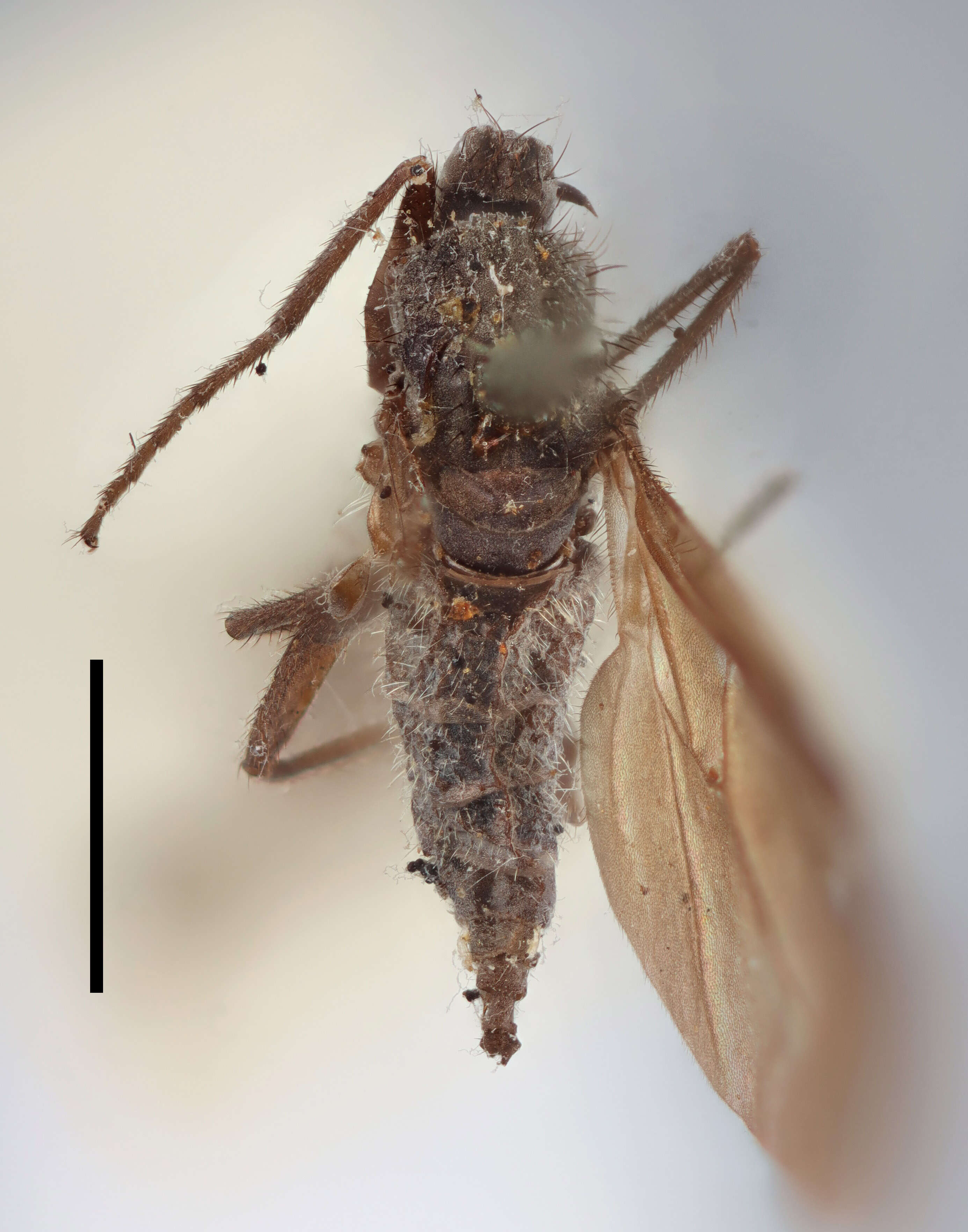 Image of Rhamphomyia aperta Zetterstedt 1859