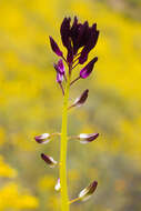 Image of wild cabbage