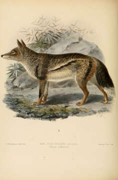 Слика од Canis adustus Sundevall 1847