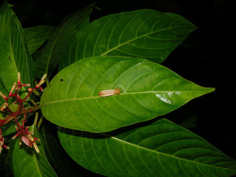 Image of Hamelia magnifolia Wernham