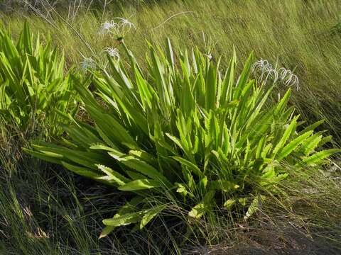 Image of perfumed spiderlily