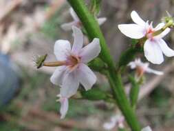 Image de Stylidium graminifolium Sw. ex Willd.