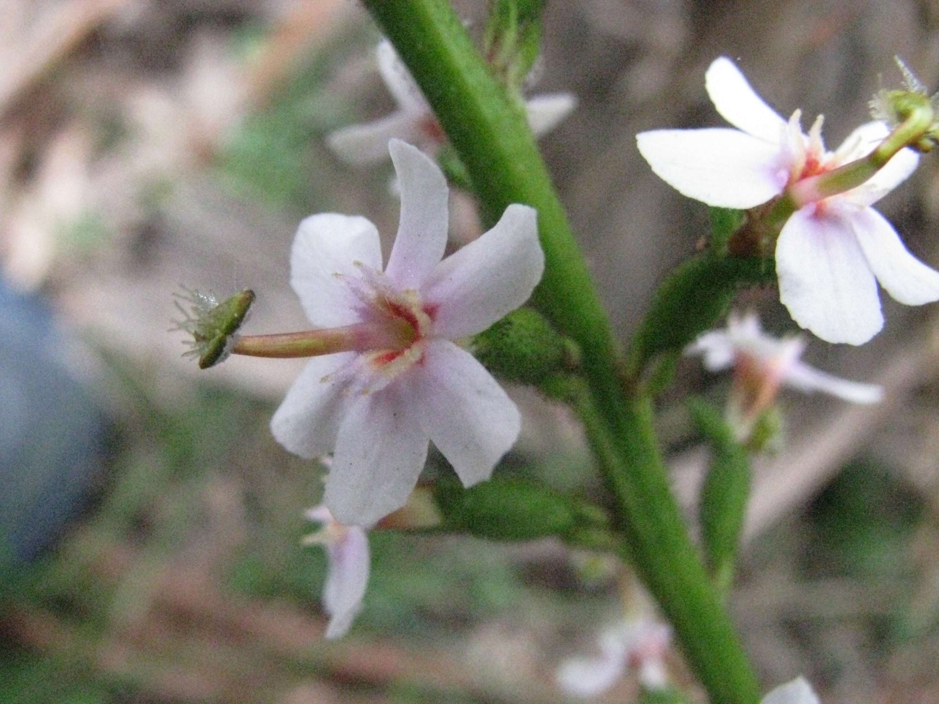 Image of Grass Triggerplant