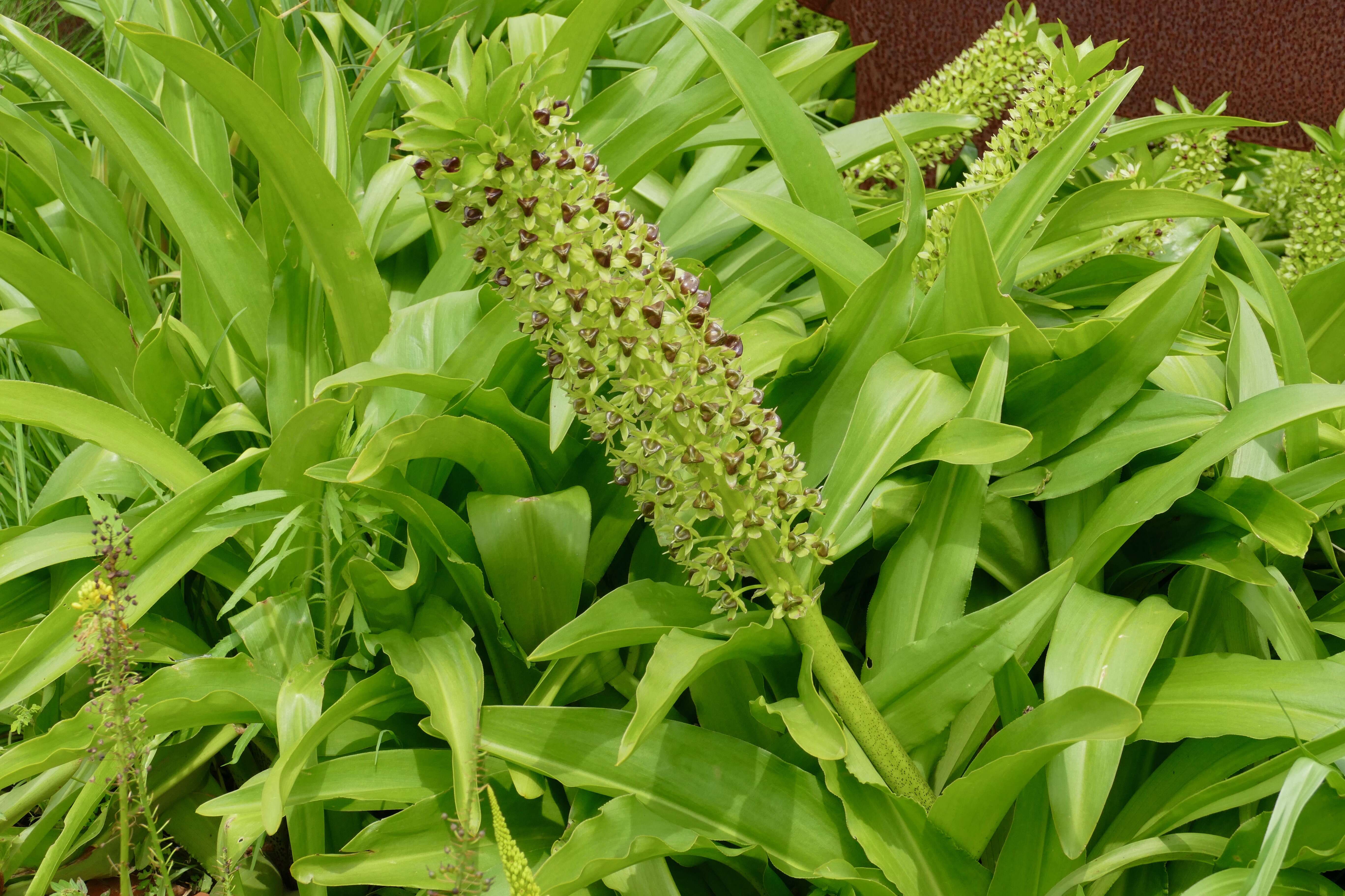 Imagem de Eucomis comosa (Houtt.) Wehrh.