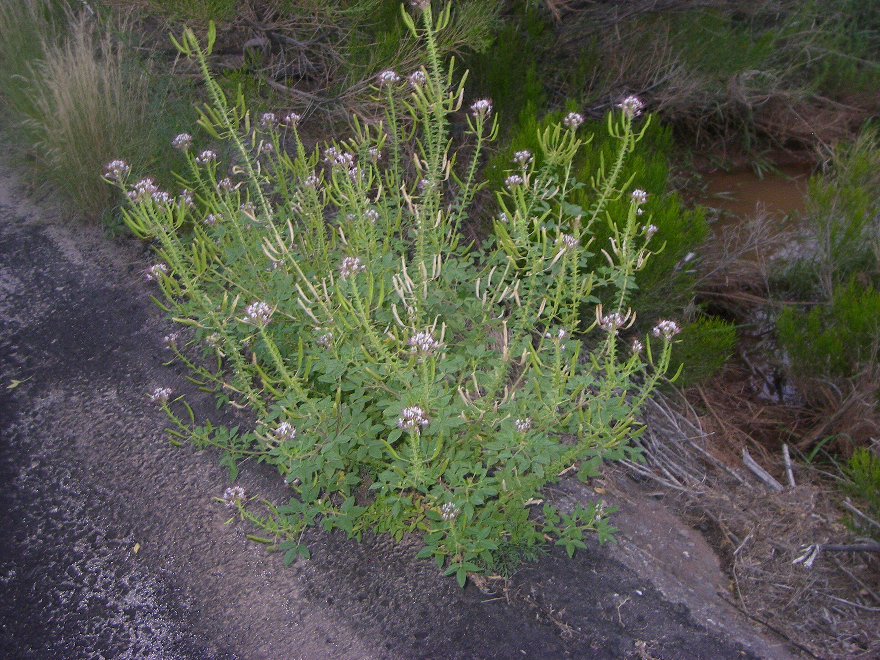 Image of redwhisker clammyweed