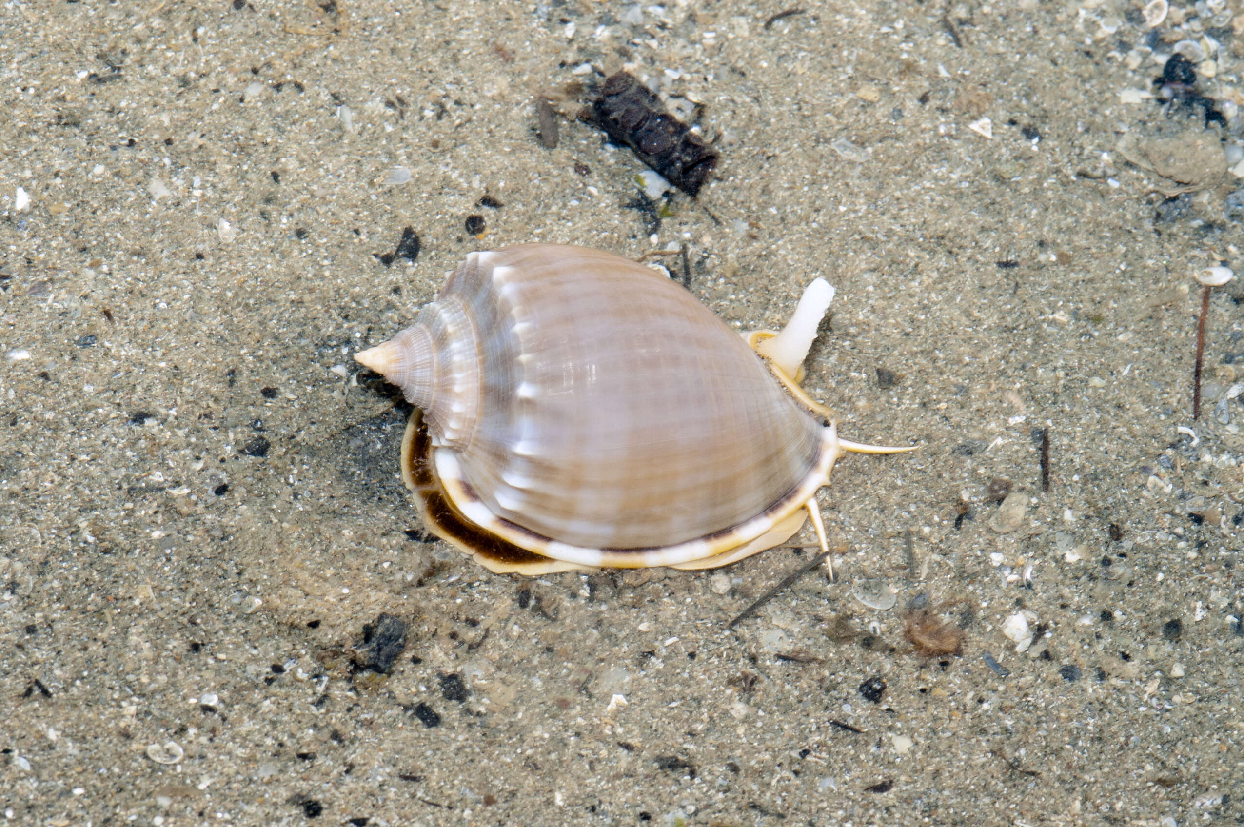 Image of Grey Bonnet