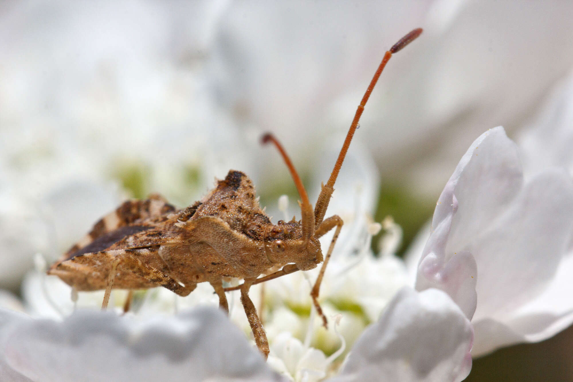 صورة Centrocoris variegatus Kolenati 1845