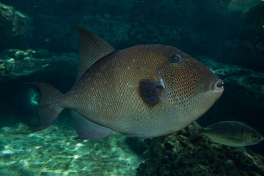 Image of Triggerfish