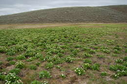 Image of white marsh marigold