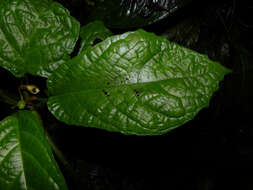 Image of Dorstenia choconiana S. Wats.