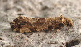 Image of Morophaga