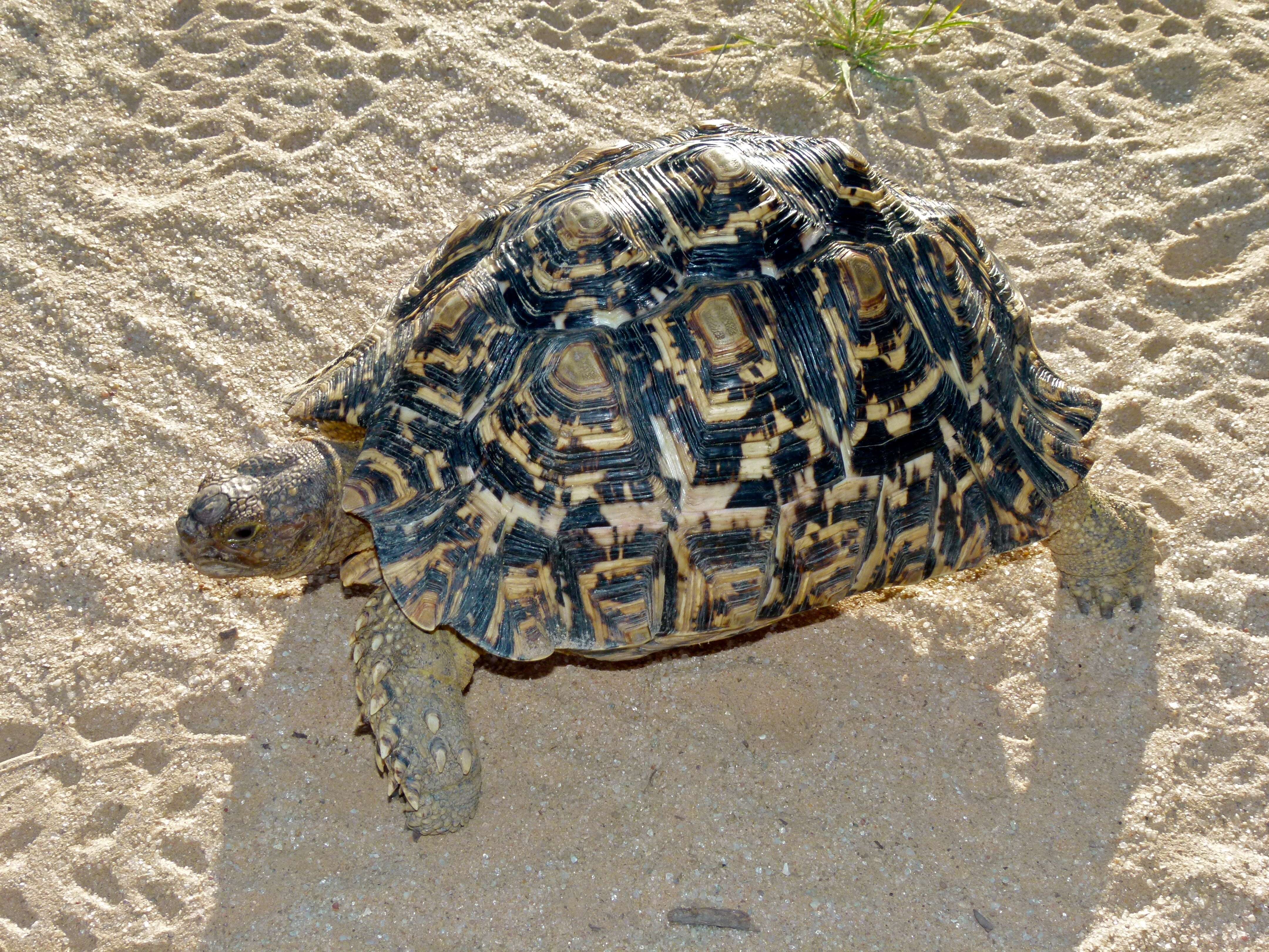 Image of Stigmochelys