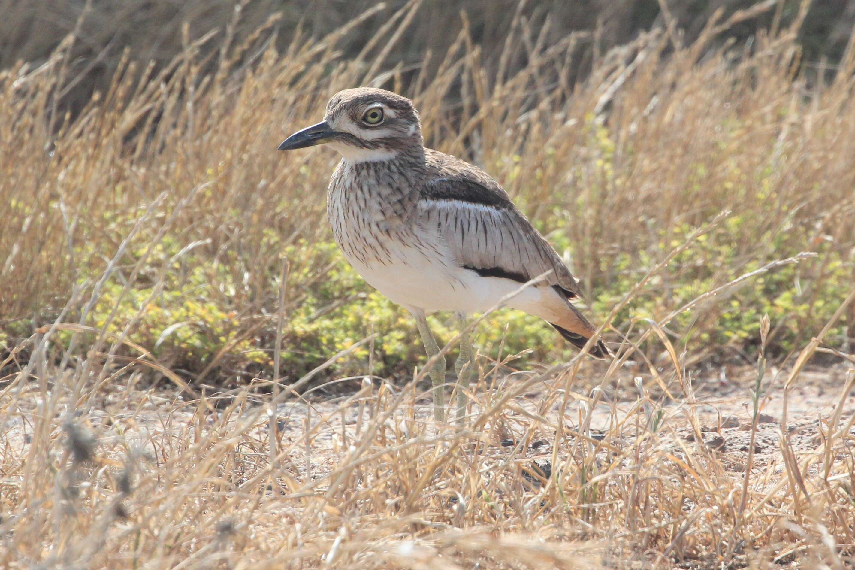 Image of Water Dikkop