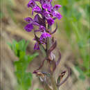 Dactylorhiza traunsteineri subsp. rhaetica (H. Baumann & R. Lorenz) F. Benoît resmi