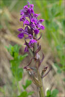 Image de Dactylorhiza traunsteineri subsp. rhaetica (H. Baumann & R. Lorenz) F. Benoît