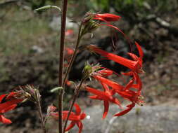 Ipomopsis aggregata (Pursh) V. Grant resmi