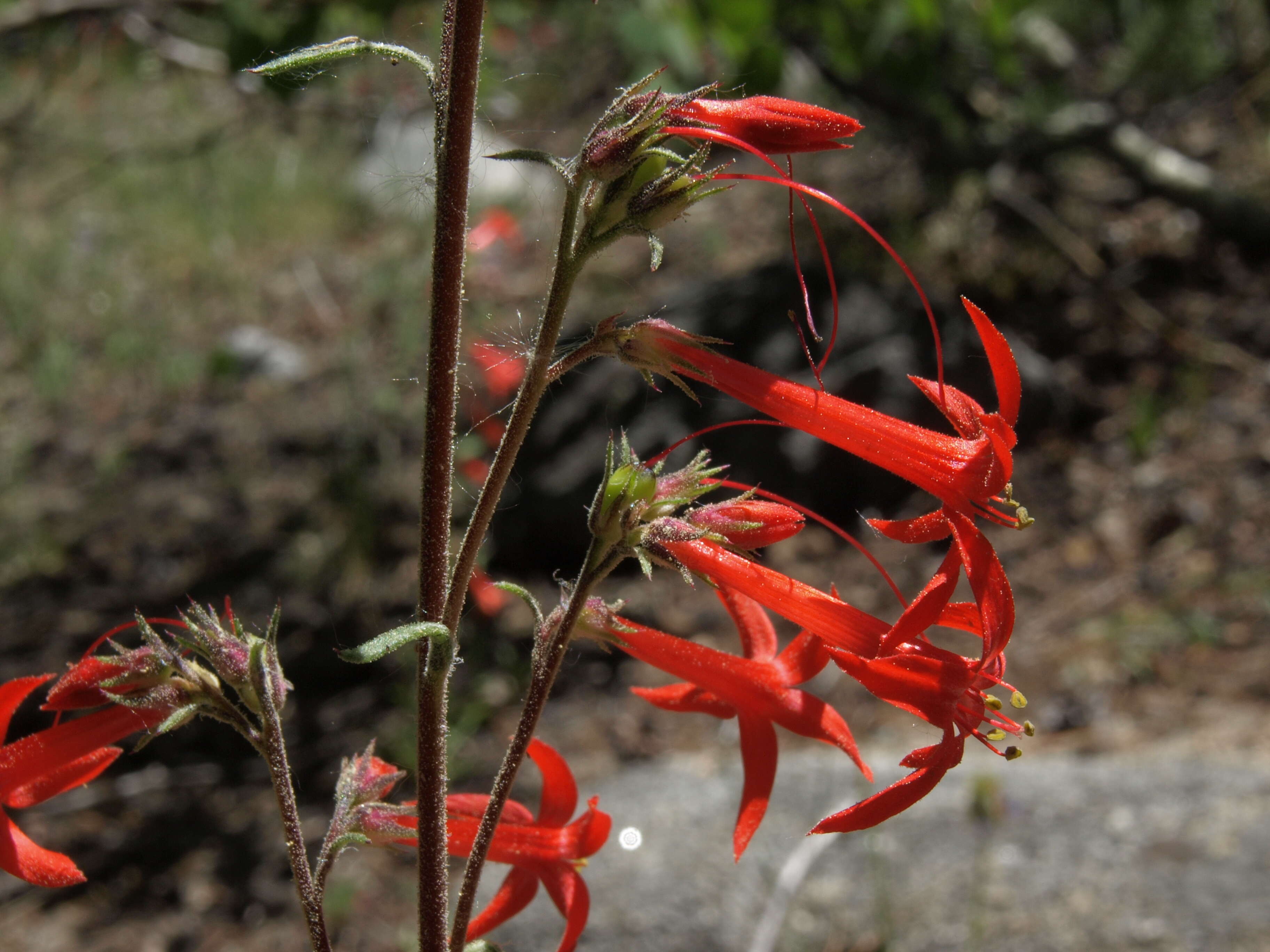 Ipomopsis aggregata (Pursh) V. Grant resmi