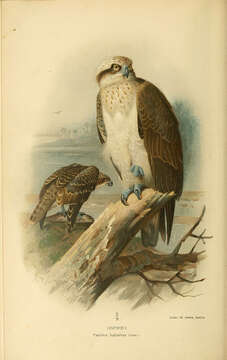 Image of ospreys