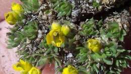 صورة Draba globosa Payson