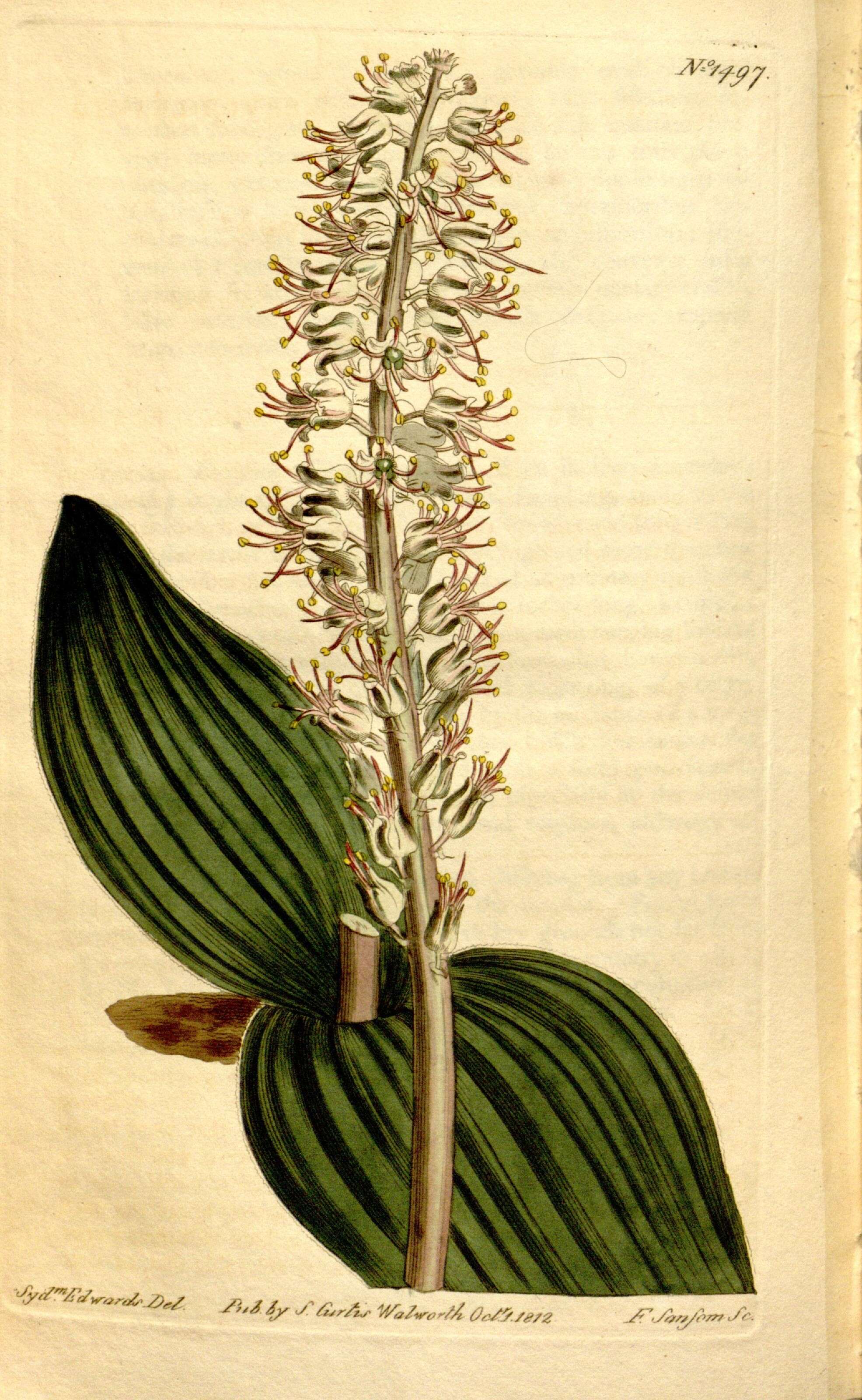 Image of Lachenalia nervosa Ker Gawl.