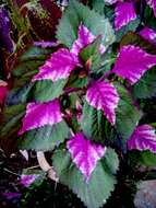 Image of coleus